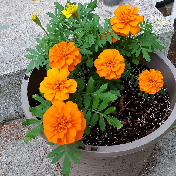 Meet your Posher, Bb-8 - Picture 1 of 1